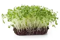 Colorado Proud Broccoli Sprouts