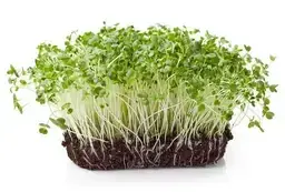 Colorado Proud Broccoli Sprouts