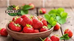 Lawton Family Farms Strawberries