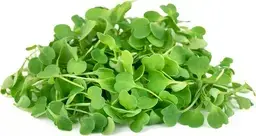 Organic America Micro Arugula