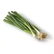 Organic Indeed Green Onions