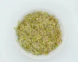 Sky Sprouts Organic Alfalfa Sprouts