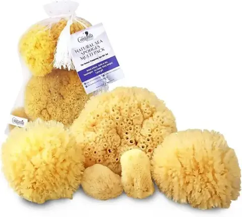The Sponge Company Natural Ocean Real Sea Sponge Set of 2