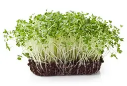 Colorado Proud Broccoli Sprouts