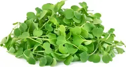 Organic America Micro Arugula